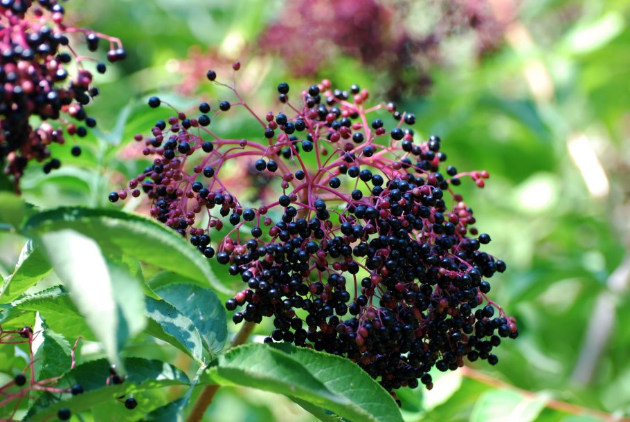 Бузина (Sambucus)
