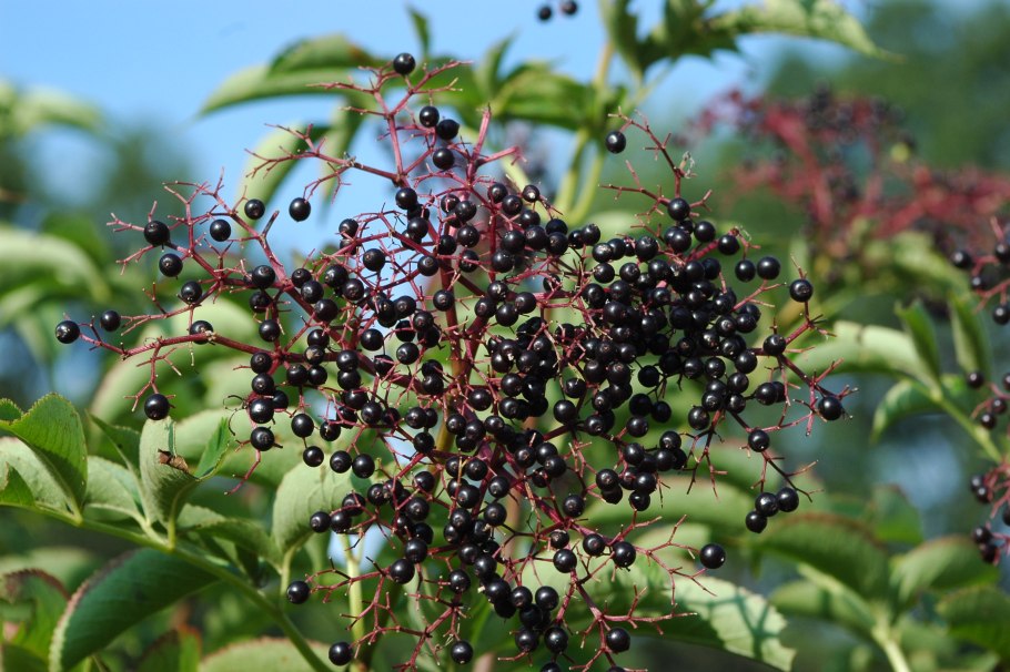 Sambucus ebulus