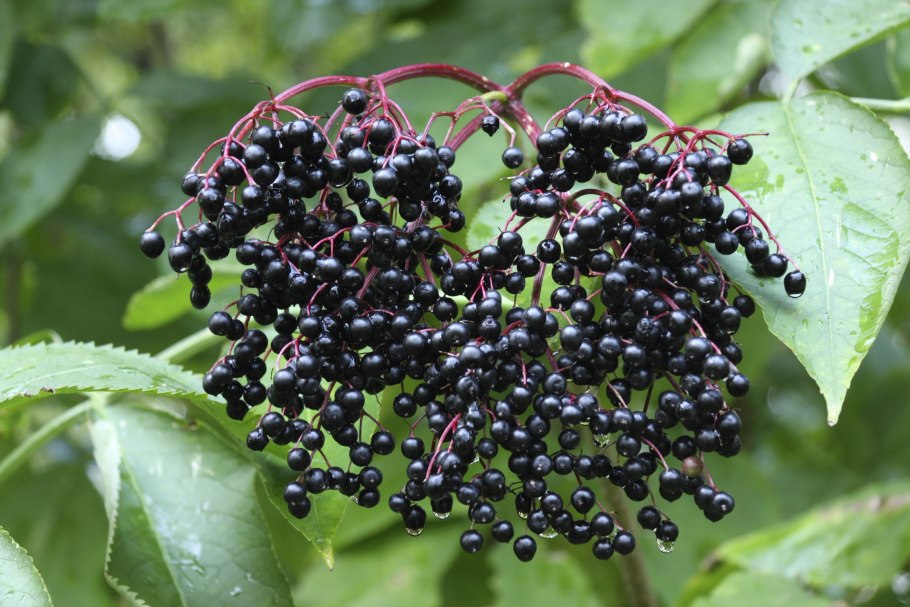 Sambucus nigra