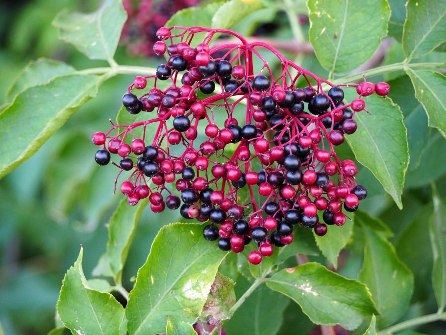 Бузина черная (Sambucus nigra)