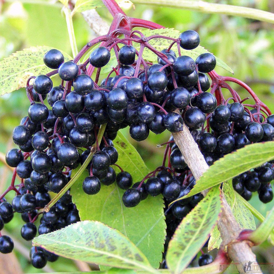 Бузина Sambucus nigra Madonna