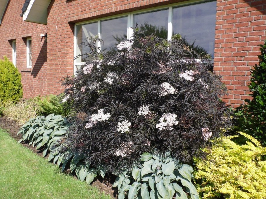 Плоды бузины черной