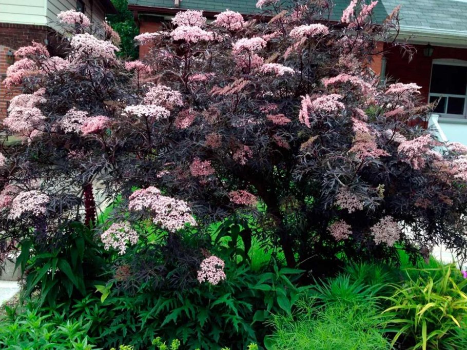 Бузина черная блэк тауэр