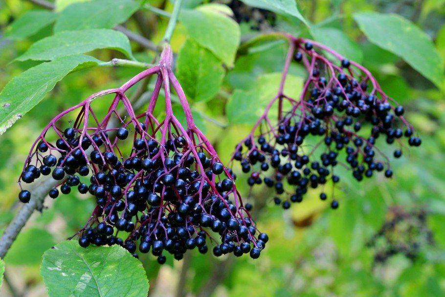 Бузина черная (sambucus nigra)