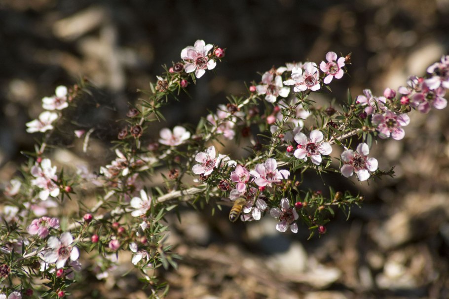 Манука (Leptospermum scoparium)