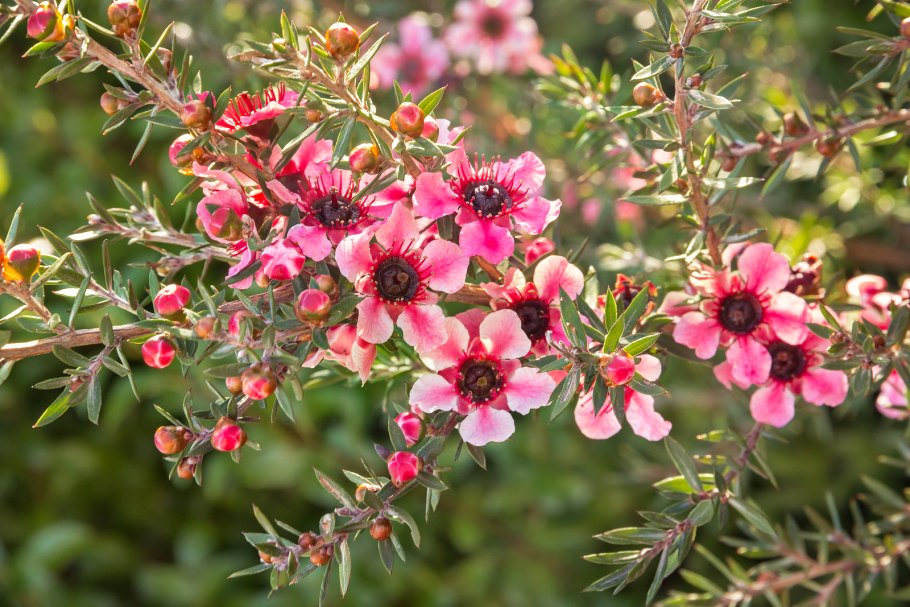 Лептоспермум Манука