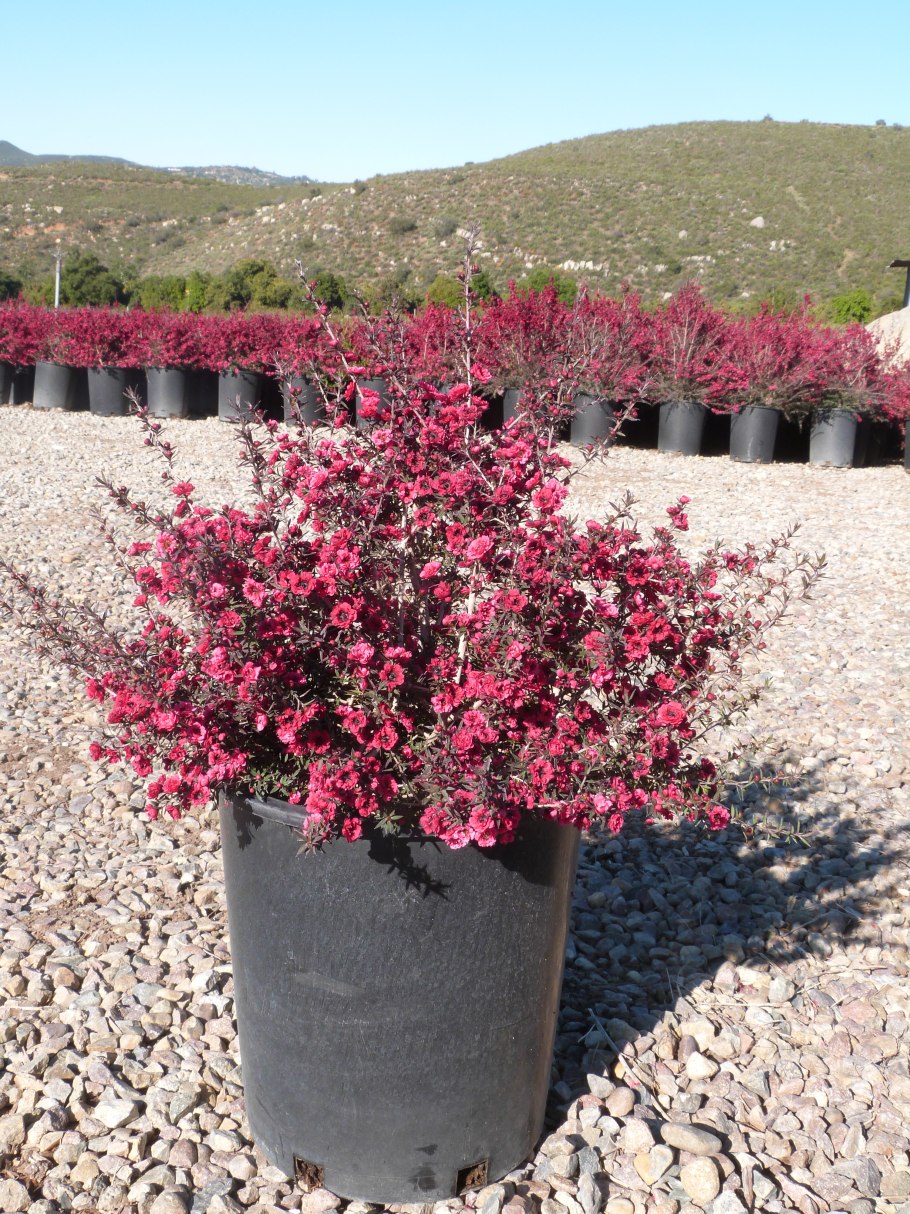 Leptospermum liversidgei