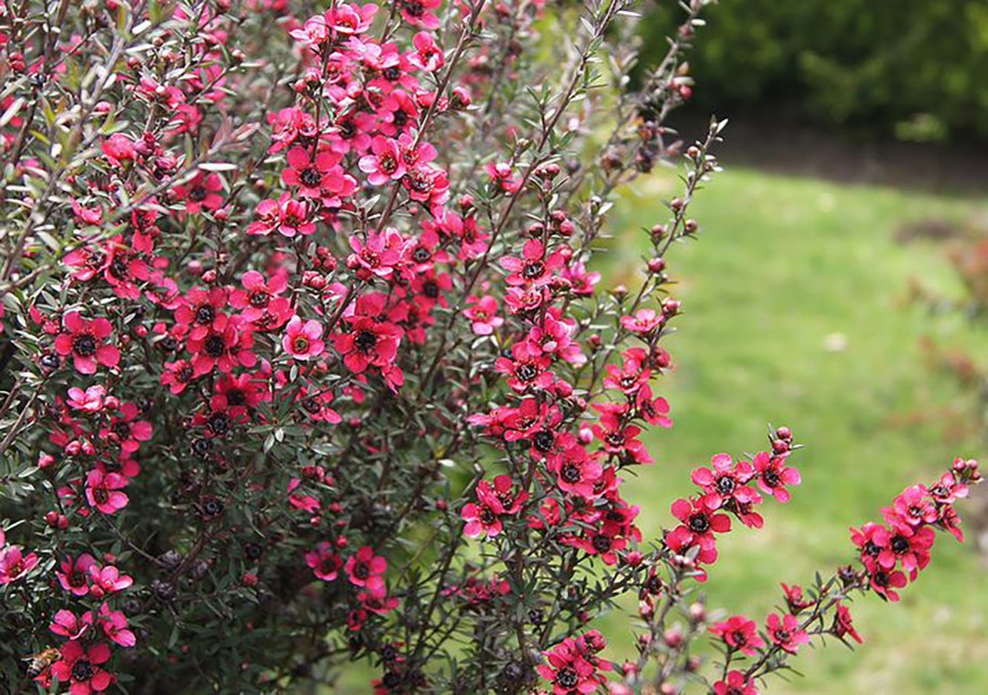 Leptospermum scoparium (лептоспермум)