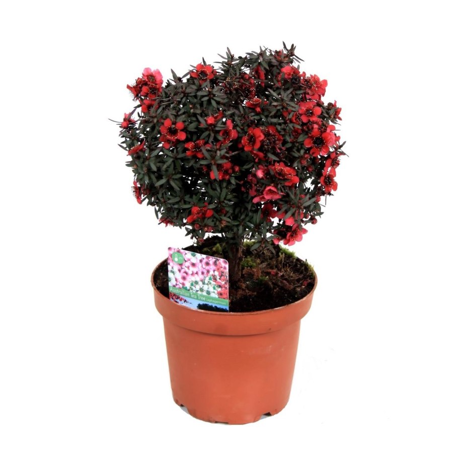 Leptospermum lanigerum