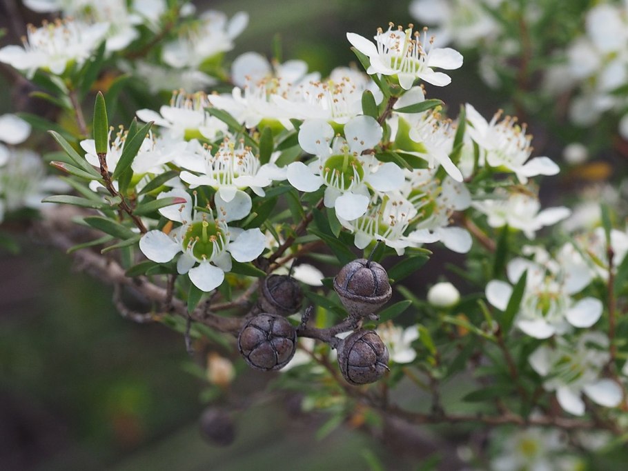 Leptospermum scoparium Ruby Glow