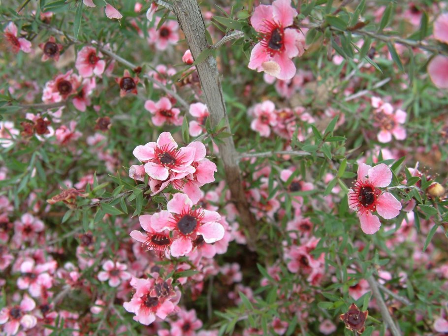 Манука (Leptospermum scoparium)
