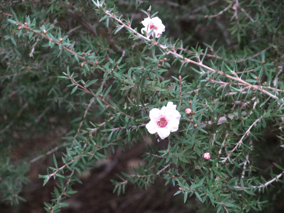 Тонкосемянник растопыренный (Leptospermum squarrosum)