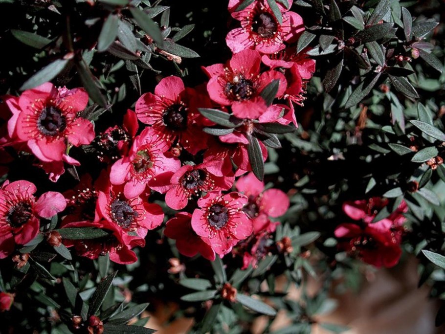 Leptospermum (Myrtaceae) Rubinette