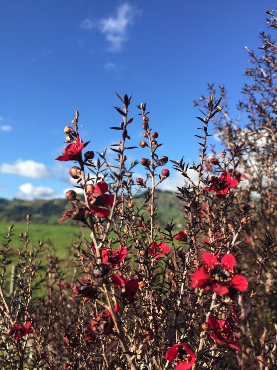 Leptospermum lanigerum