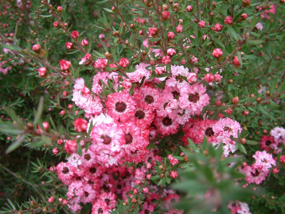 Leptospermum epacridoideum (лептоспермум)