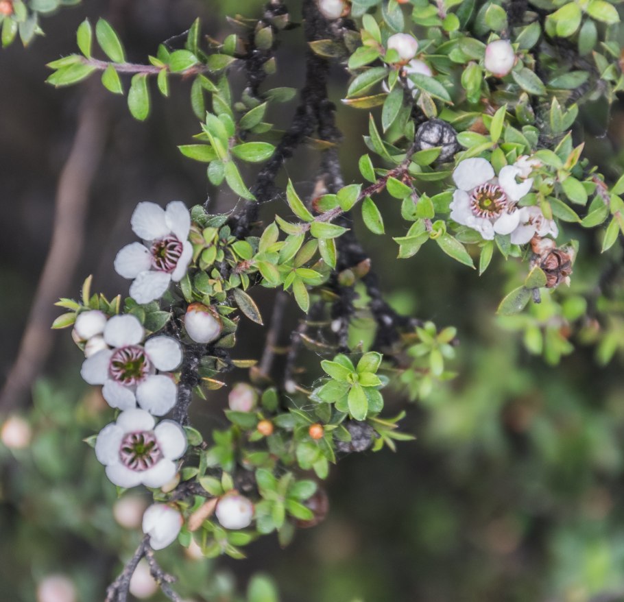 Манука (Leptospermum scoparium)