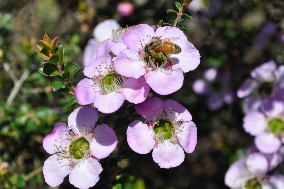 Leptospermum minutifolium
