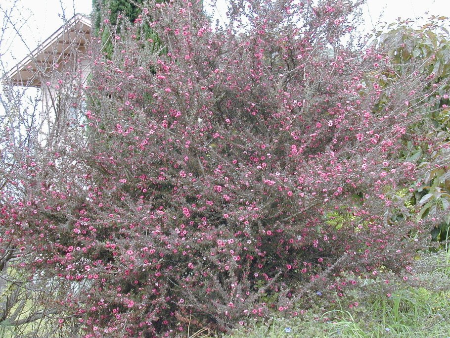 Leptospermum lanigerum