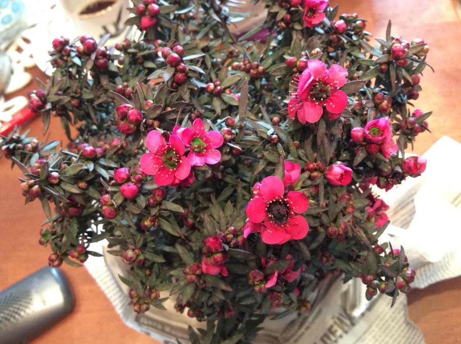 Leptospermum (Myrtaceae) Rubinette