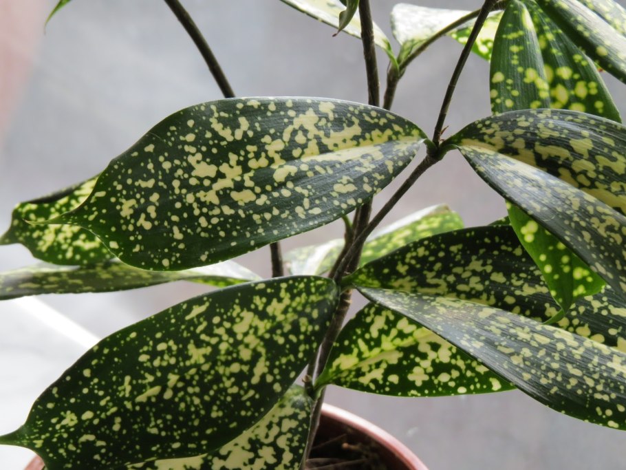 Драцена Годсефа грунт