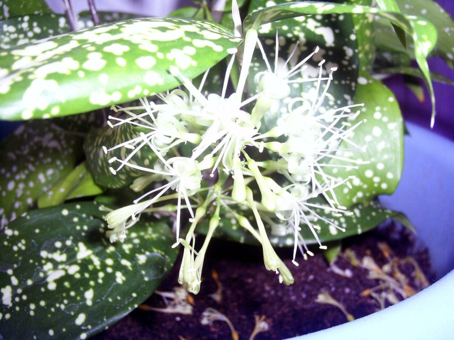 Драцена Годсефа суркулоза