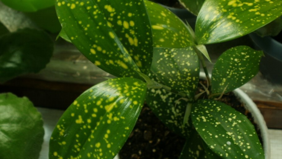 Драцена Годсефа Майк