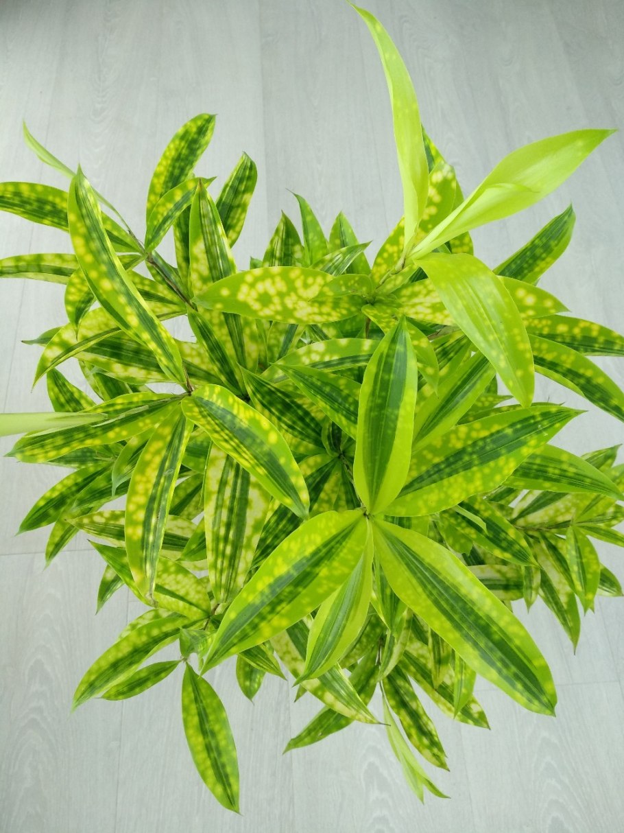 Драцена суркулоза Майк