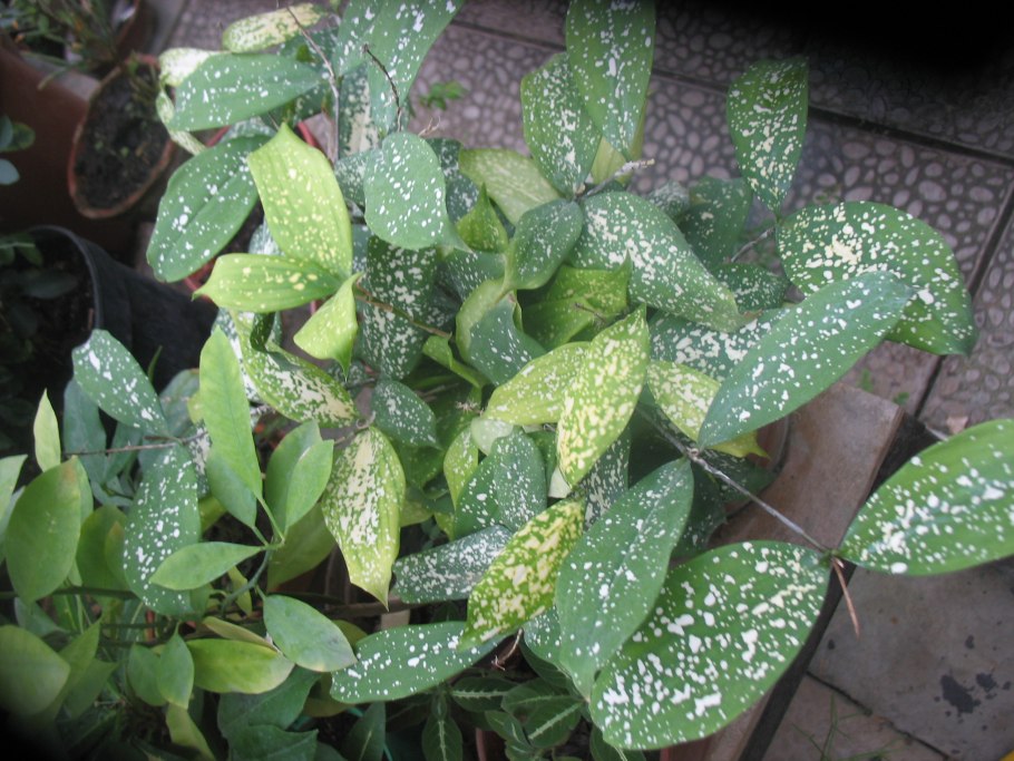 Драцена Годсефа Майк