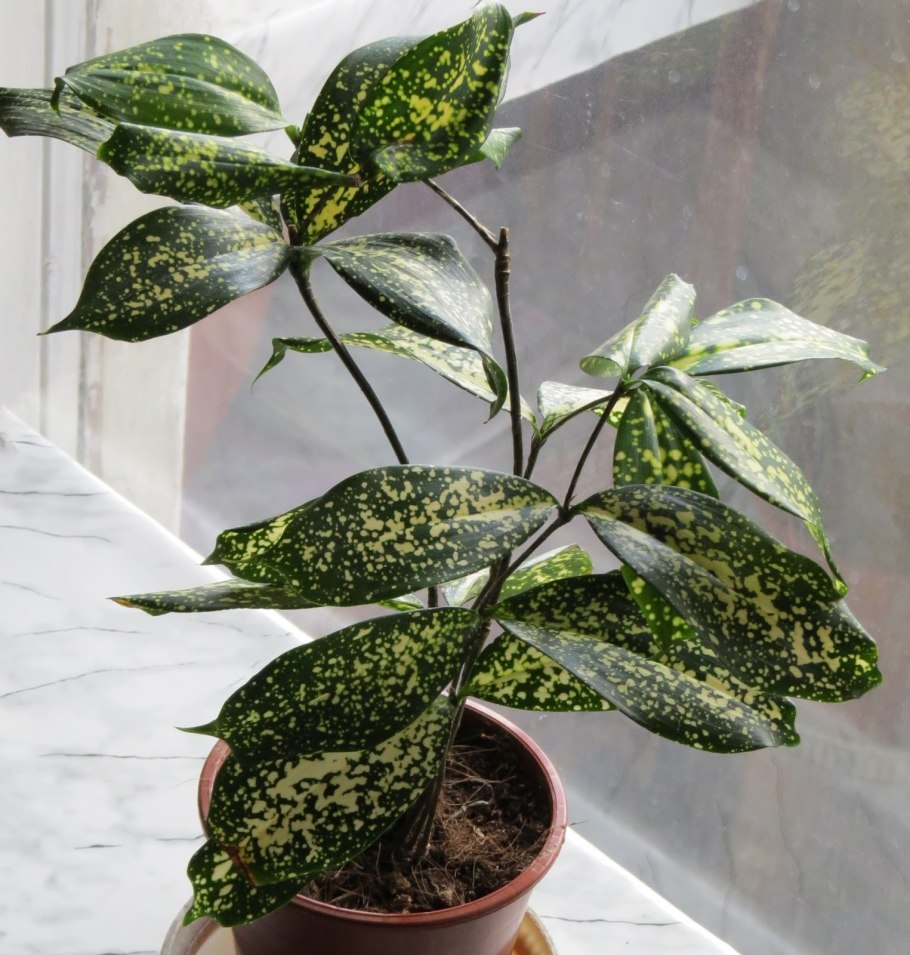 Драцена Годсефа суркулоза