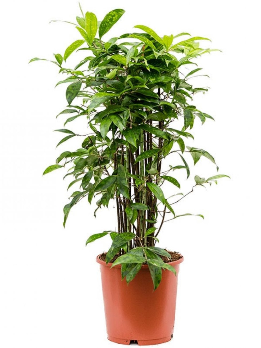 Драцена Годсефа Флорида Бьюти