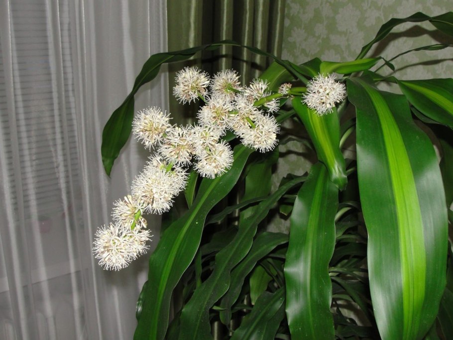 Драцена окаймлённая