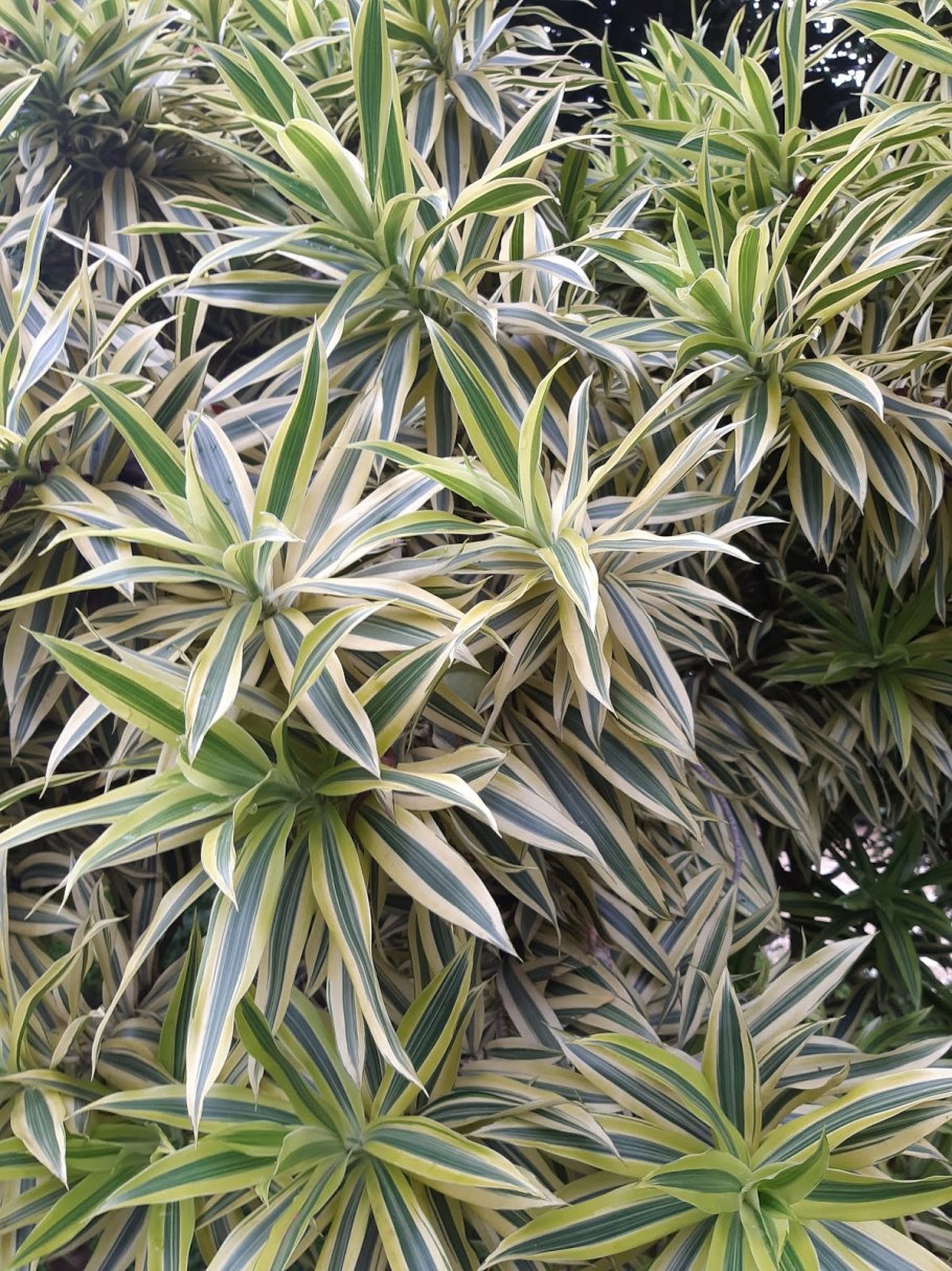 Драцена Годсефа Майк