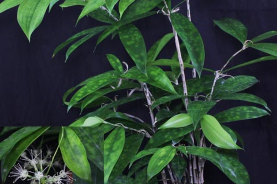 Драцена surculosa "Milky way" 300р.