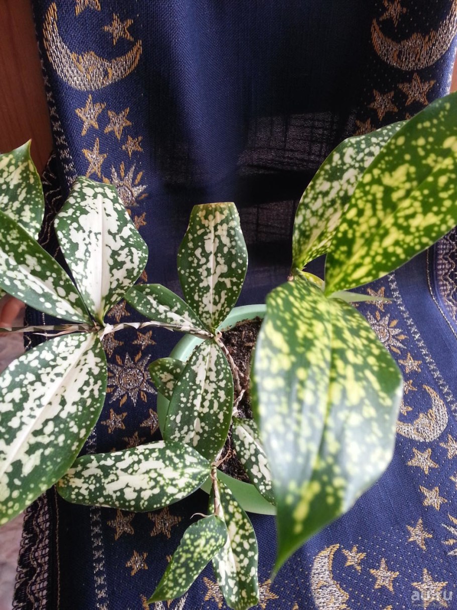 Драцена Годсефа (Dracaena godseffiana)