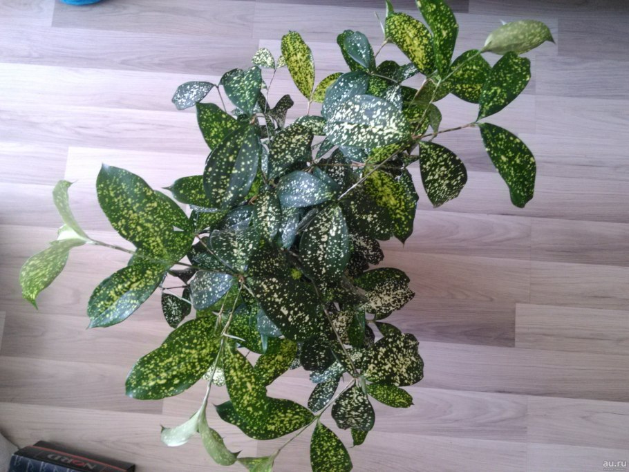 Драцена Годсефа Флорида Бьюти