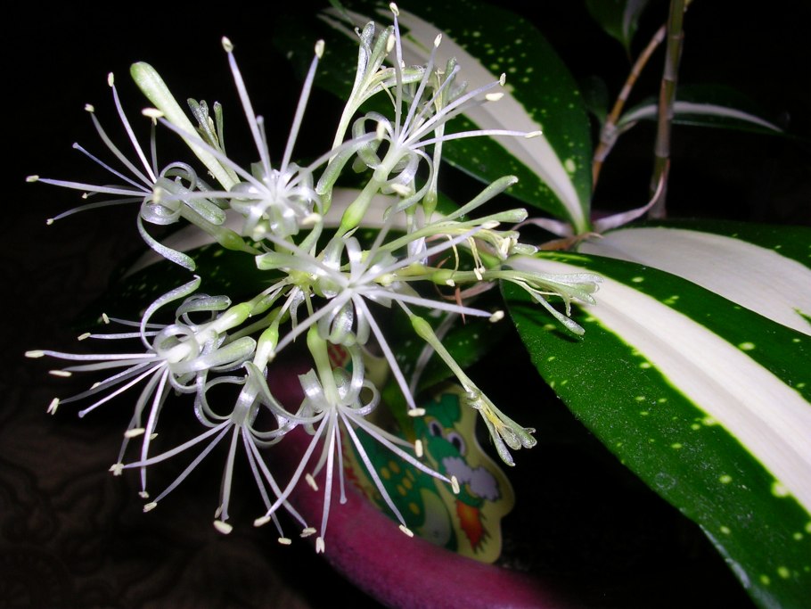 Годсефа уход в домашних