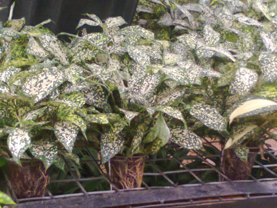 Драцена Годсефа фото