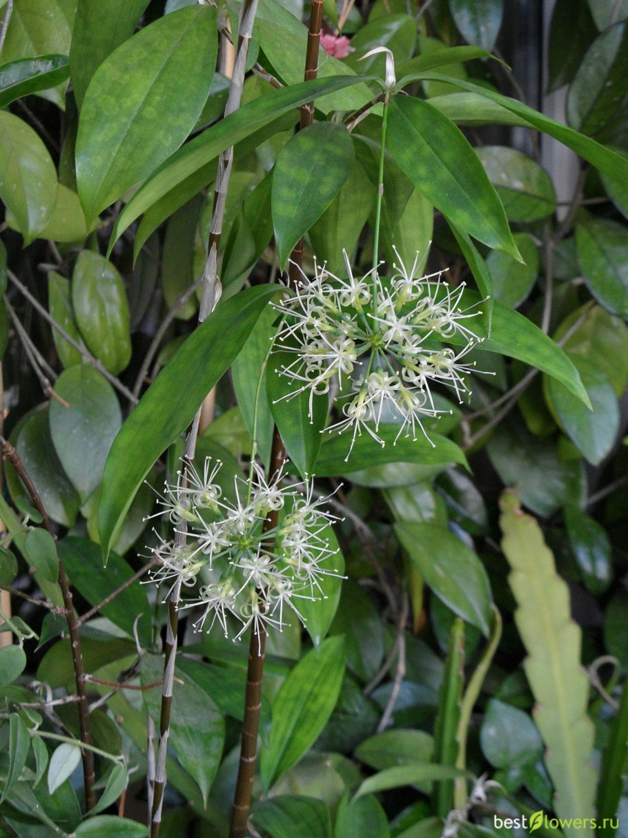 Драцена Годсефа сорта