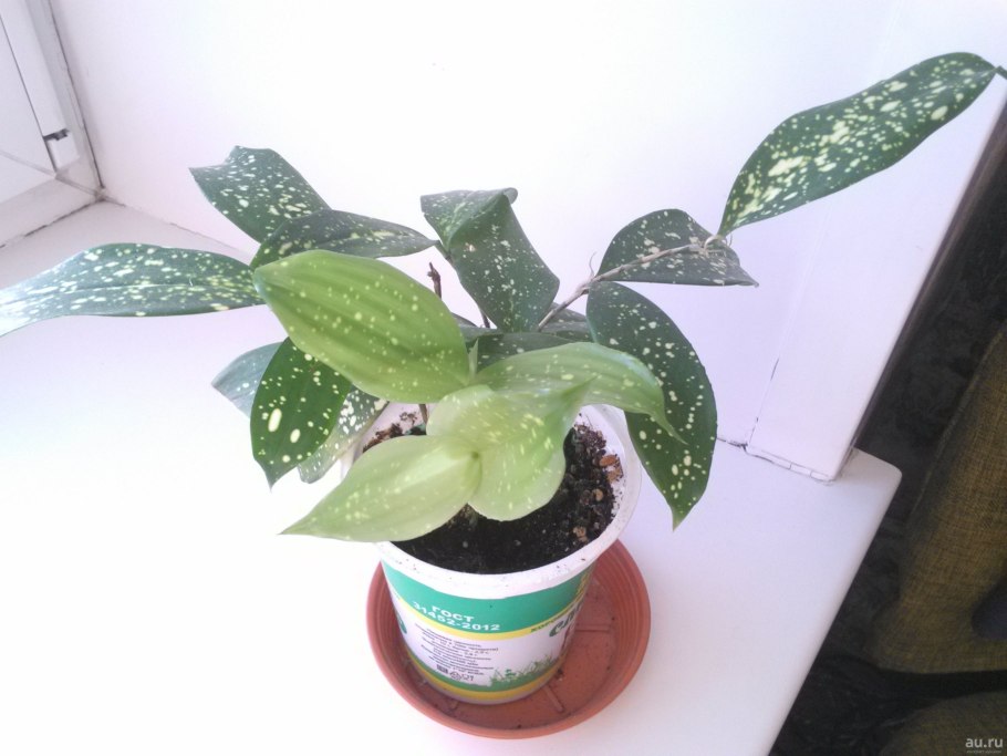 Драцена Годсефа Майк