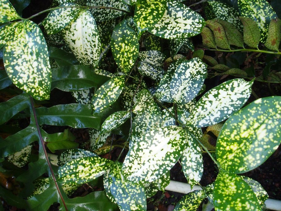 Драцена Годсефа Флорида Бьюти