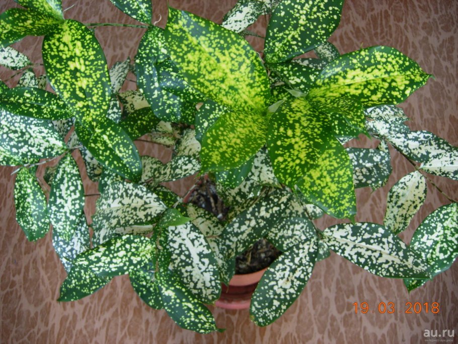 Драцена Годсефа (Dracaena godseffiana)