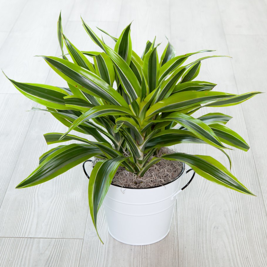 Драцена Годсефа Майк