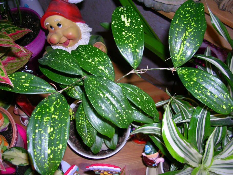 Драцена суркулоза