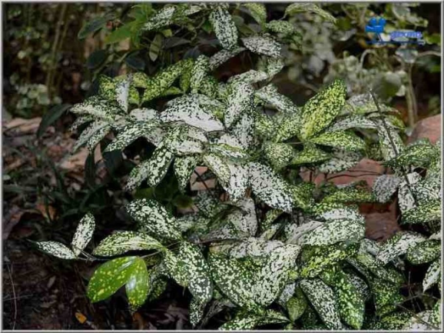 Драцена Годсефа Флорида Бьюти