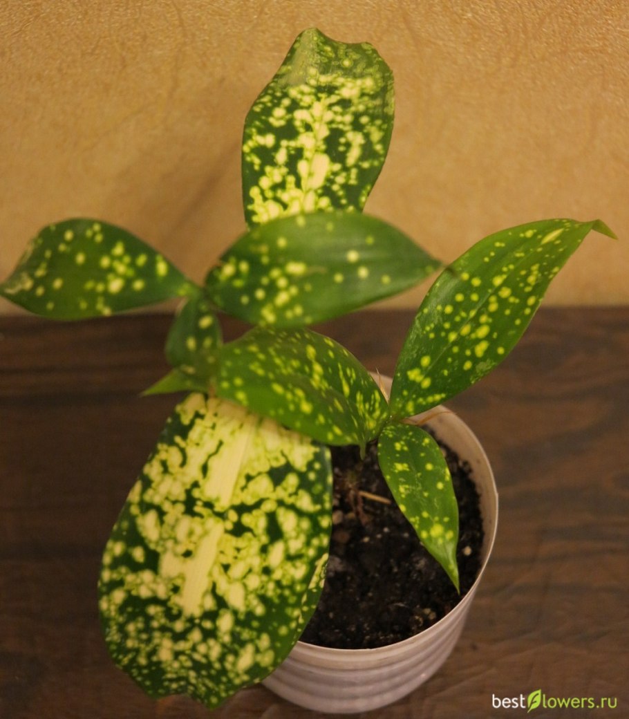 Драцена Годсефа суркулоза