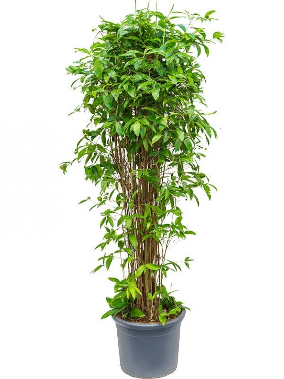 Драцена суркулоза флорида бьюти