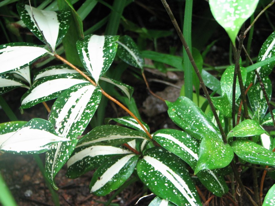 Драцена Годсефа суркулоза