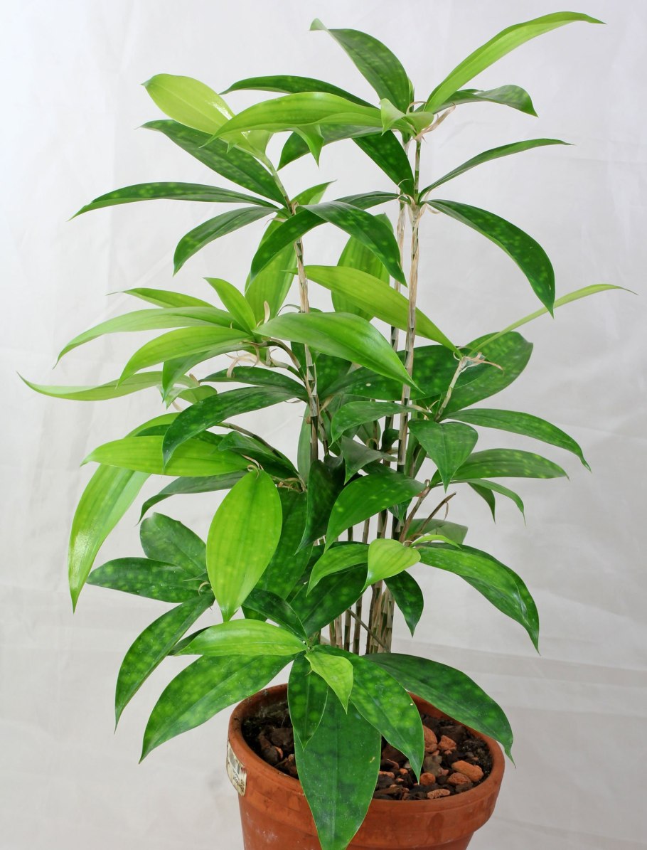 Драцена суркулоза Флорида Бьюти