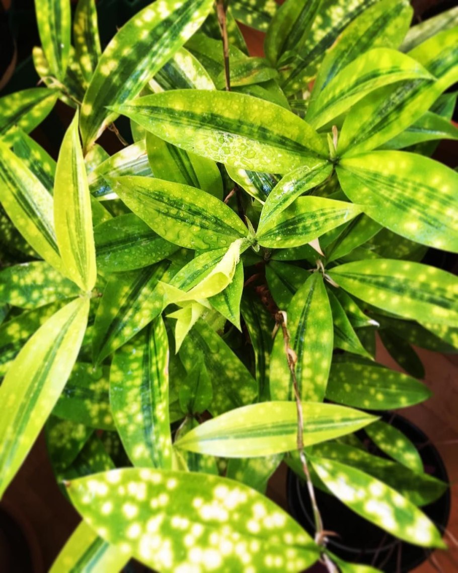 Драцена в крапинку