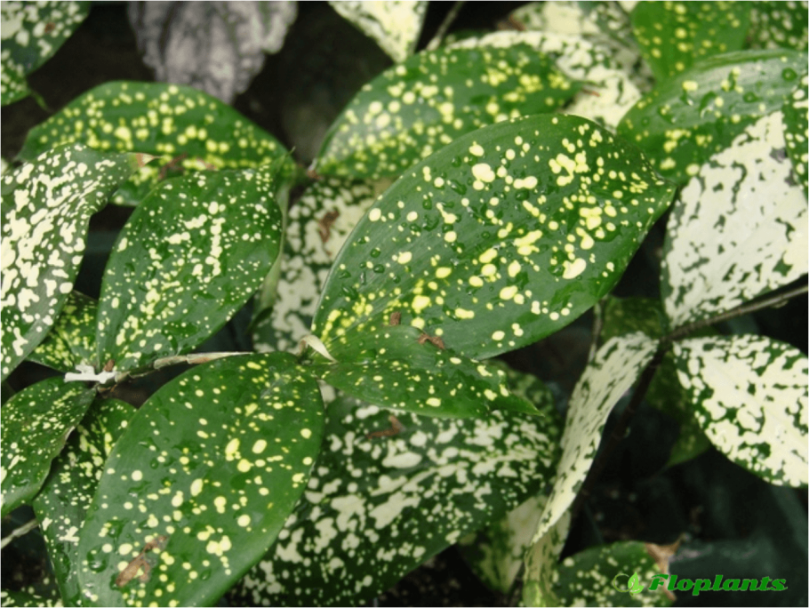 Драцена Годсефа Флорида Бьюти